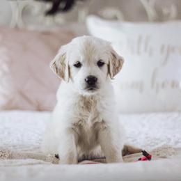 Golden Retriever Puppies from Grace Golden Retrievers