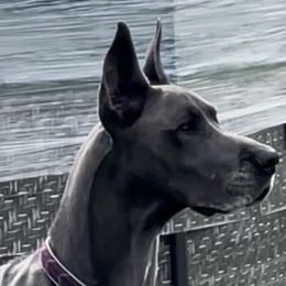 Great Danes from Great Heart Great Danes