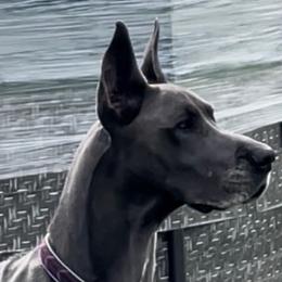 Great Danes from Great Heart Great Danes
