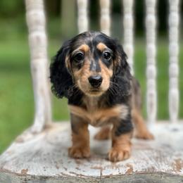 Chip - Dapple male Dachshund puppy in Mascot, Tennessee from Magnolia Pearl Dachshunds