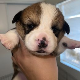 Pembroke Welsh Corgi Puppies from Desert Sunset Pembroke Welsh Corgis