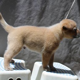 Australian Cattle Dog Puppies from Kanku