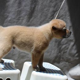 Australian Cattle Dog Puppies from Kanku