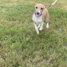 Italian Greyhound Puppies from Iggies of Azalea