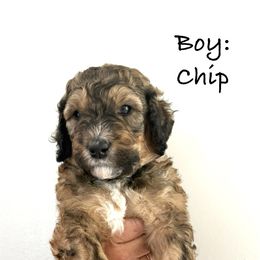 Red Boy- Chip - Phantom male Bernedoodle puppy in Moulton, Alabama from Triple W Doodles