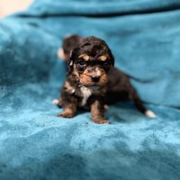 Meadow - Phantom female Bernedoodle puppy in Warrensburg, Missouri from Dreamer Ridge Puppies