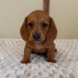 Red girl - Red female Dachshund puppy in Defuniak Springs, Florida from Anastasia Knight's Cocker Spaniels