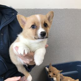 Pembroke Welsh Corgi Puppies from Amya Paige