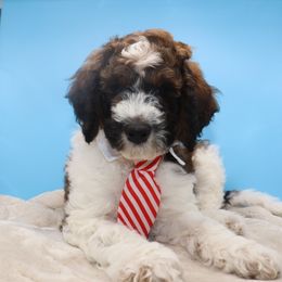 Red Collar - Sable male Goldendoodle puppy in Maryville, Tennessee from Twin City Doodles