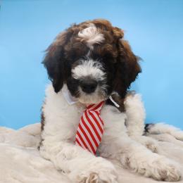 Red Collar - Sable male Goldendoodle puppy in Maryville, Tennessee from Twin City Doodles