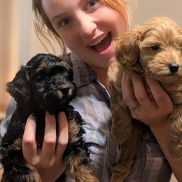 Brown Boy - Phantom, straight-coated - Black male Whoodle puppy in Kalispell, Montana from Countryman Whoodles