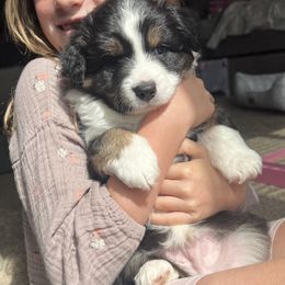 Toy Australian Shepherd Puppies from Kagarice Family