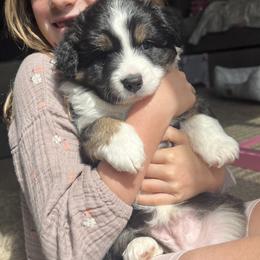 Toy Australian Shepherd Puppies from Kagarice Family