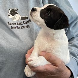 Jack Russell Terrier Puppies from Gem Dandy Jack Russell Terriers