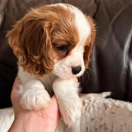 Peanut Brittle - Blenheim female Cavalier King Charles Spaniel puppy in De Soto, Missouri from Blooming Cavaliers