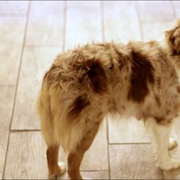 Scarlett - Toy Australian Shepherd