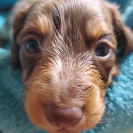 Baker - Dapple male Dachshund puppy in Mountain Grove, Missouri from Callaway Country Dachshunds