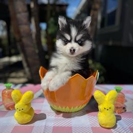 Libra - Black and white female Pomsky puppy in Homeland, California from Lara's Ranch Pomskies