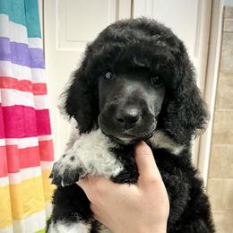 Poodle Puppies from Apricity Poodles