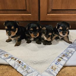 Yorkshire Terrier puppies from Preuss Puppies