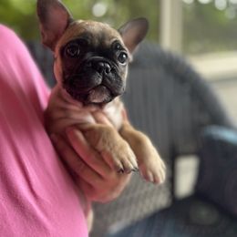 Black and Tan Coonhound and French Bulldog Puppies from Kalan Kennel