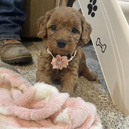 Brooke - Red  female Goldendoodle puppy in Sugarcreek, Ohio from True Hearted Doodles
