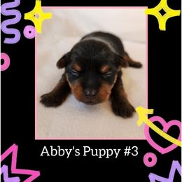 Yorkshire Terrier Puppies from Wayne's Yorkies