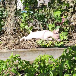 Lexi (Little Leigh Lexington) - White and chocolate female American Hairless Terrier puppy in Lebanon, Missouri from Hearts Companions