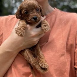 Caroline - Red female Cavapoo puppy in Rio Linda, California from VitPom Puppies