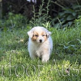 Boy 3 - Blue merle male Australian Shepherd puppy in Lowell, Indiana from Bearfoot Aussies and Tollers