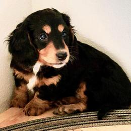 RUBY: Winnie's Black and Tan Long-Haired Girl - Black and tan female Dachshund puppy in Burkesville, Kentucky from Bline’s Awesome Aussies & Doxies at the Bline Family Farm