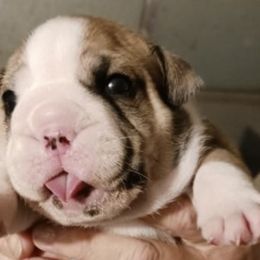 Jarod - Fawn male Bulldog puppy in Salem, Illinois from Itsabulldogthing