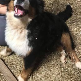  Puppies from Brooks Berner Bears