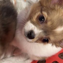 Chihuahua Puppies from Dog Bones N Harmony