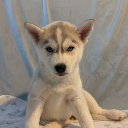 Siberian Husky Puppies from Tranton Kennels