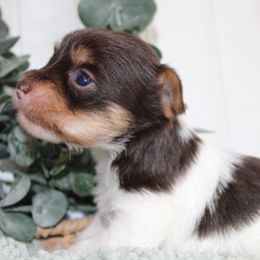 Yorkshire Terrier Puppies from Peach Yorkies