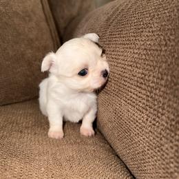 Mins - Cream and white female Chihuahua puppy in Millville, New Jersey from M’s Chihuahuas