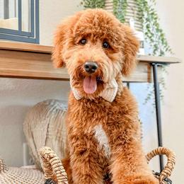 Kingsley - Goldendoodle