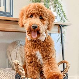 Kingsley - Goldendoodle