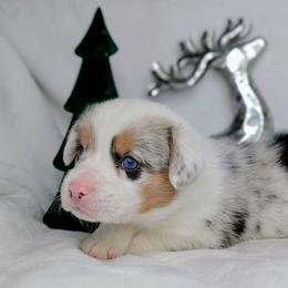 Linus aka Ziggy - Blue merle and white male American Corgi puppy in Clarksville, Tennessee from Cold Creek Family Farm LLC