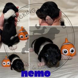 Nemo - Piebald male Dachshund puppy in Fond Du Lac, Wisconsin from Clucking Homestead Springers & Dachshunds