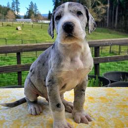 Silver - Mantle merle male Great Dane puppy in Castle Rock, Washington from Uber Alles Great Danes
