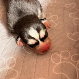 Yoshi - Black and white male Siberian Husky puppy in Mc Cleary, Washington from Chelsea's Huskies