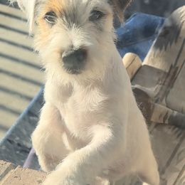 Boy 2 - Parson Russell Terrier puppy from SouthFork Ranch