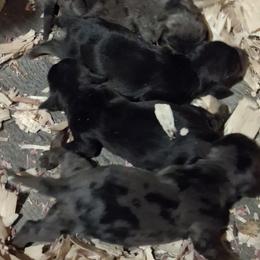 Boy 1 - Black and tan male Dachshund puppy in Oakman, Alabama from MEL Puppies