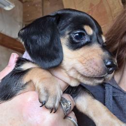 Lizbeth's black and cream smooth girl - Black and cream female Dachshund puppy in Caldwell, Idaho from Dozendachs