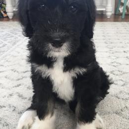 Bernedoodle Puppies from Sunset Family Farm