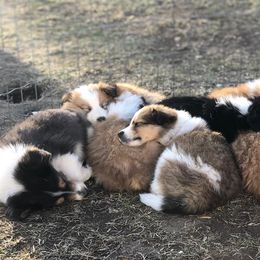 Collie Puppies from Lanz Hollow Farm
