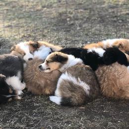 Collie Puppies from Lanz Hollow Farm