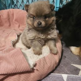 Smidgens - Blue sable female Pomeranian puppy in Manchester, Tennessee from Tanner's Majestix Kennels